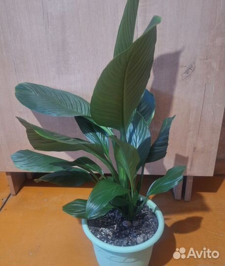 Спатифиллум