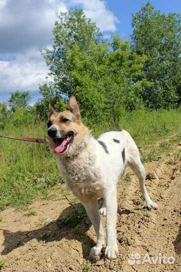 Собака Галочка