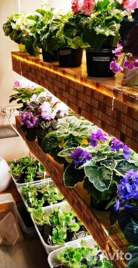 Фиалка стартер