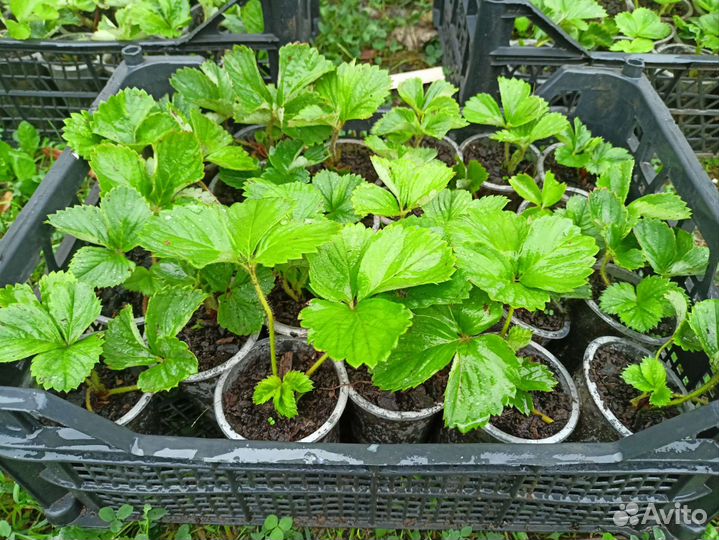 Саженцы клубники фестивальная