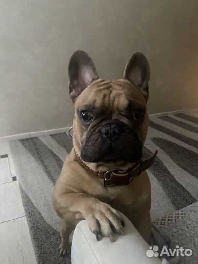 Французский бульдог кобель вязка