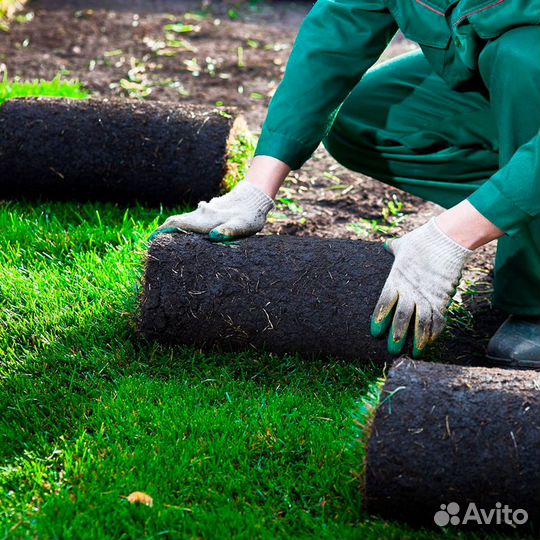 Рулонный газон Тюменский