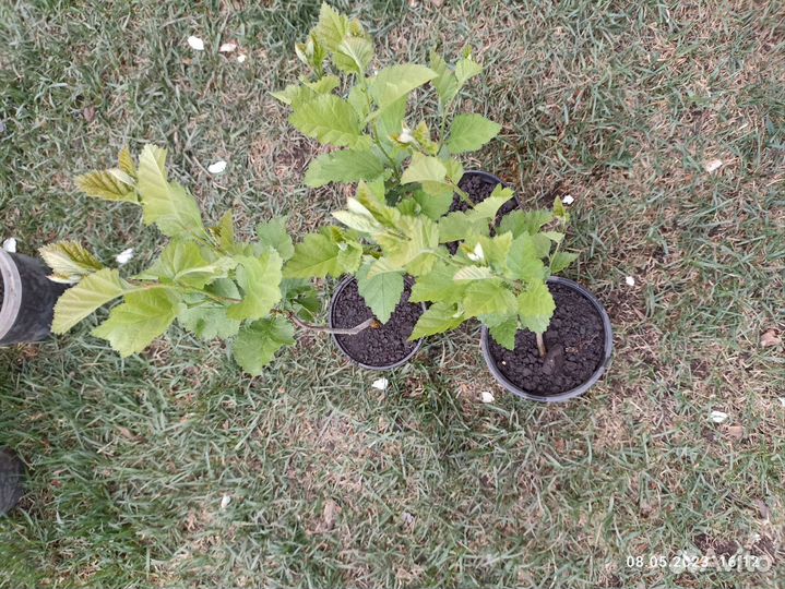 Боярышник крупноплодный