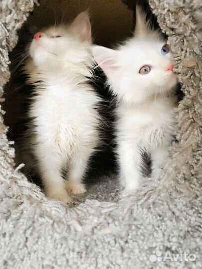 Мейн-кун котяма