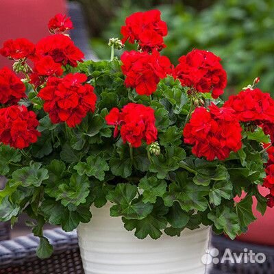 Пеларгония Calliope Dark Red