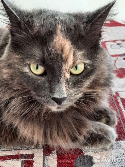 Кошка в дар бесплатно