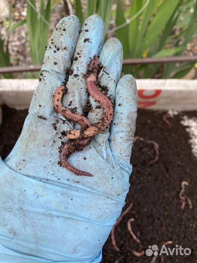 Черви для рыбалки дендробена