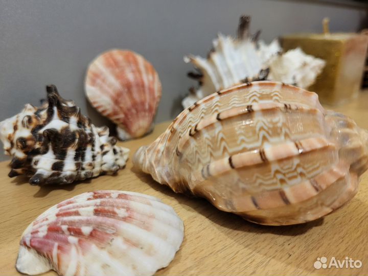 Ракушки красивые поштучно