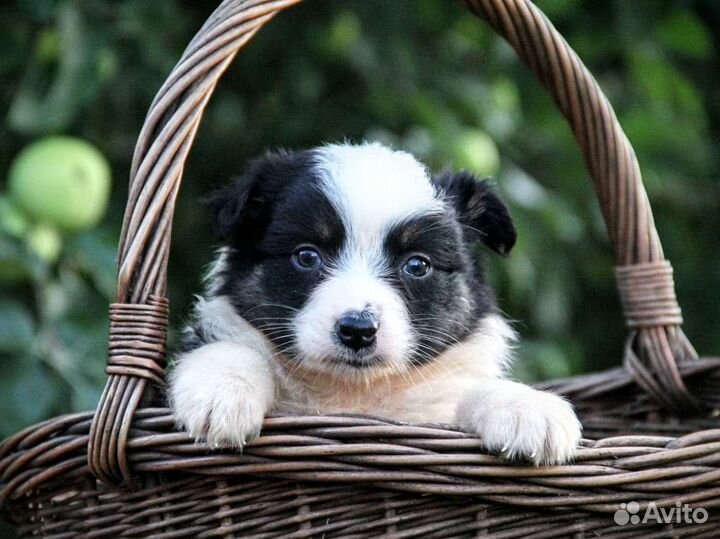 Щенки аусси