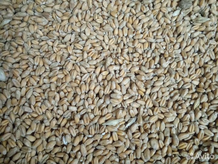 Комбикорм-зерно-крупы