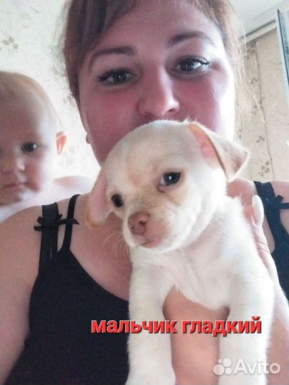 Чихуахуа щеночки