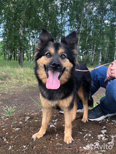 Собака из приюта