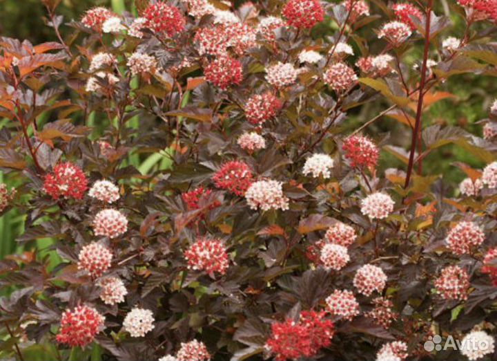 Пузыреплодник Диаболо Д’Ор