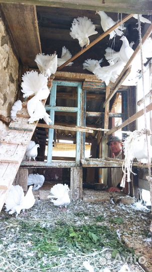 Продажа голубей