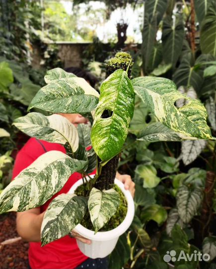 Рафидофора пуберула вариегатная