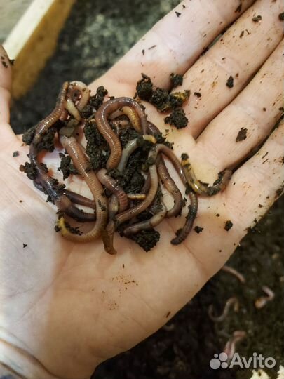 Черви для рыбалки