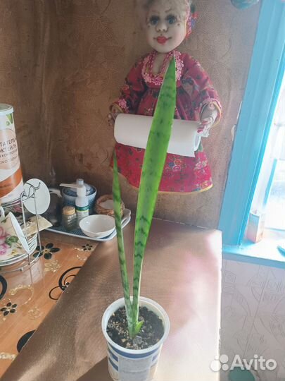 Сансевиерия узколистная