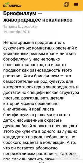 Бриофиллум laetivirens