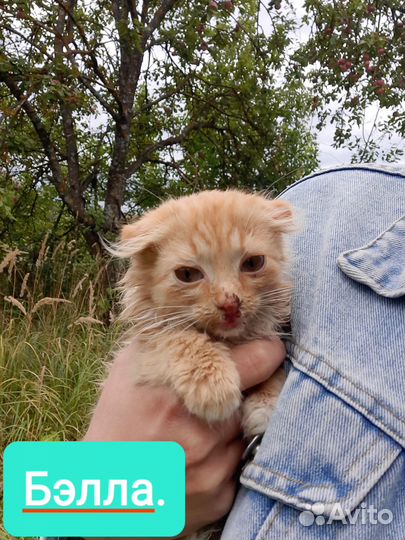 Котята в добрые руки даром