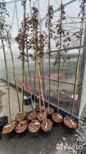 Яблоня декоративная