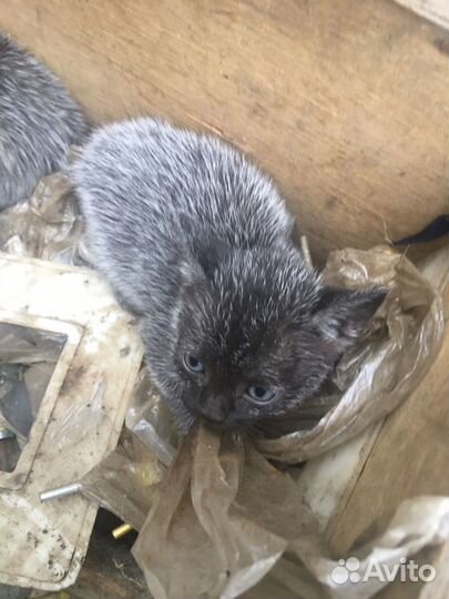 Котята британские в Добрые руки