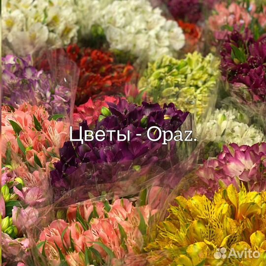 Цветы оптом Альстромерия