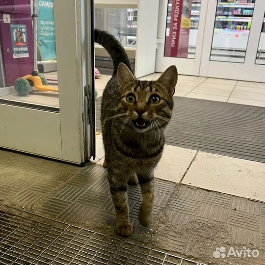 Котик ищет дом