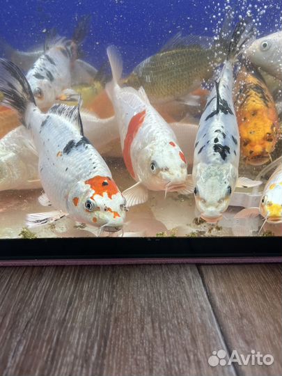 Карп кои и золотые