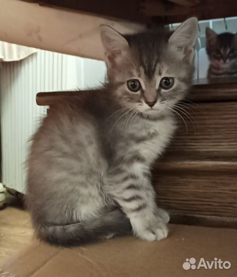 Котята 1,5 месяца