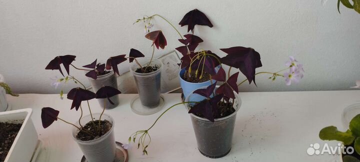 Кислица оксалис бабочки, фиолетовый