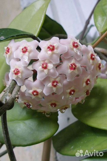 Хойя карноза