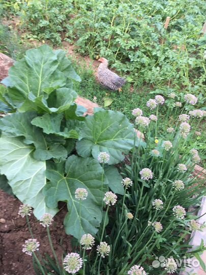 Петушки породы Билифельдеры