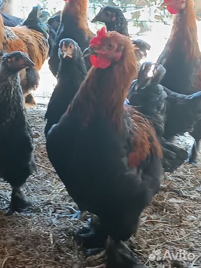 Петух брама