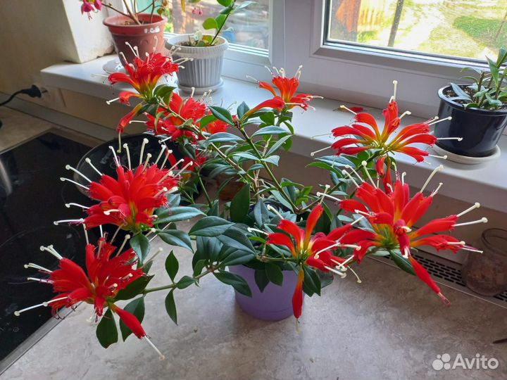 Эсхинантус