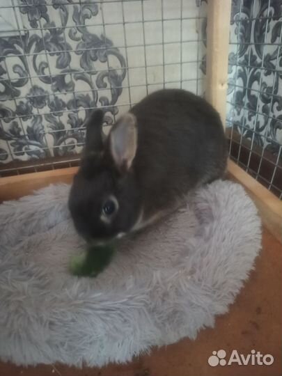 Вязка кроликов