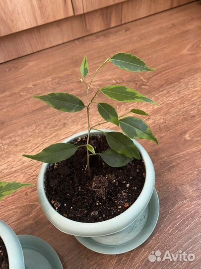 Отростки фикуса бенджамина