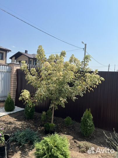 Клен бело розовый на штамбе