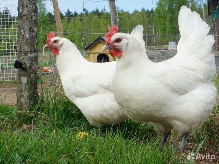 Куры несушки Кросс Коралл порода
