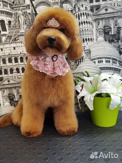 Стрижка собак