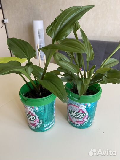 Дримиопсис