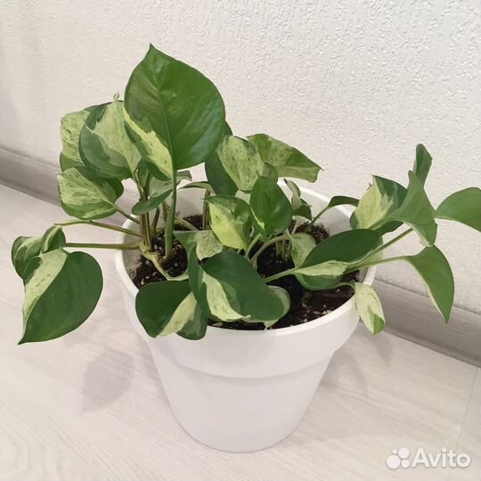 Эпипремнум Хеппи Лиф (Happy Leaf)