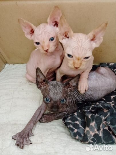 Канадский сфинкс