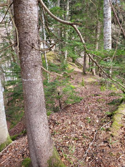 Участок 8 сот. (ИЖС)