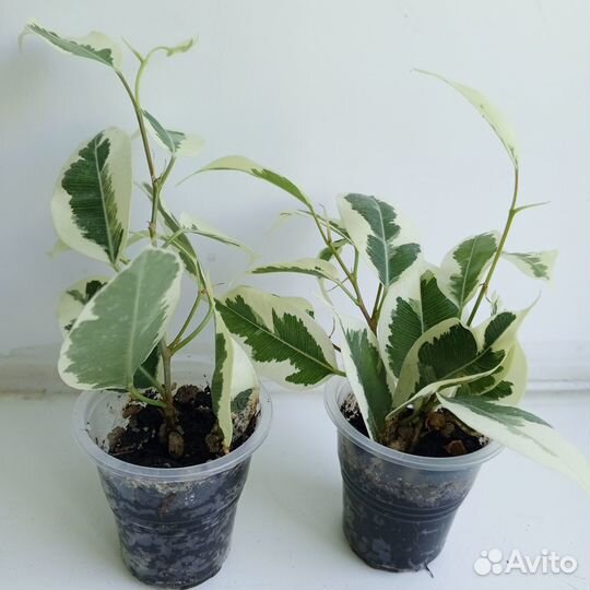 Фикус Бенджамина твилайт