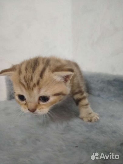 Британские котята