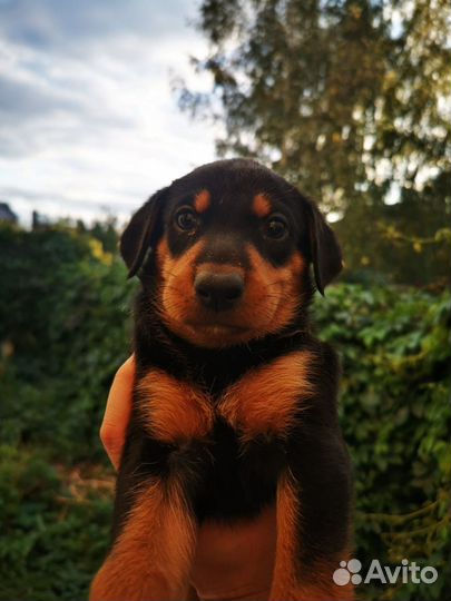 Щенки ждут новых хозяев