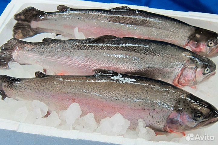 Охлажденная форель оптом