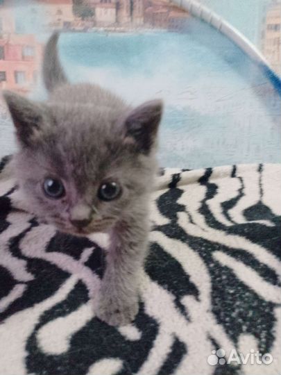 Котёнок от тайской кошки родилась 17.05.23 в 01:30