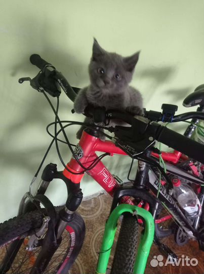 Котенок мальчик серый