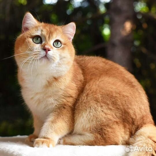 Шоколадный золотой британский кот